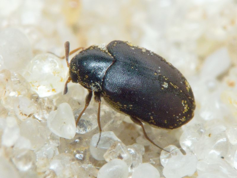 Anthrenus Schaeffer, 1766